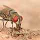 Image for article titled How We Deliberately Used Radiation to Eradicate a Species